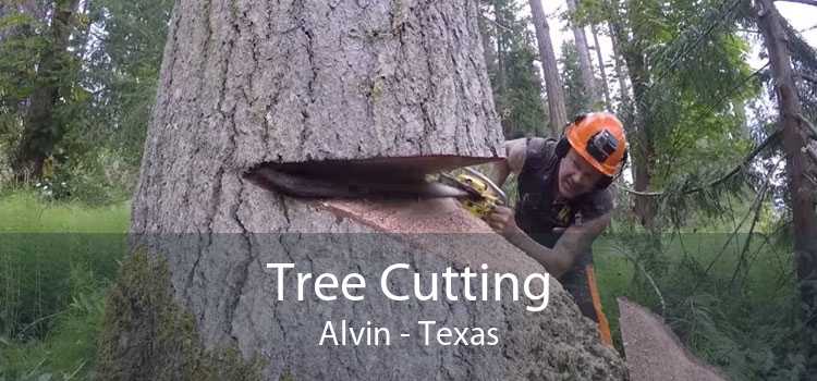 Tree Cutting Alvin - Texas