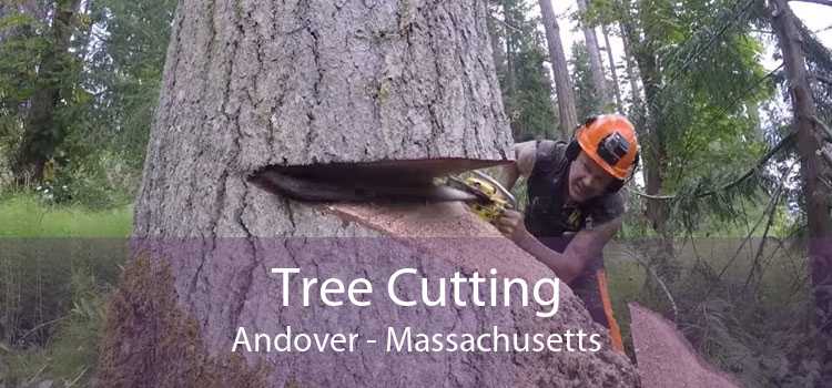 Tree Cutting Andover - Massachusetts