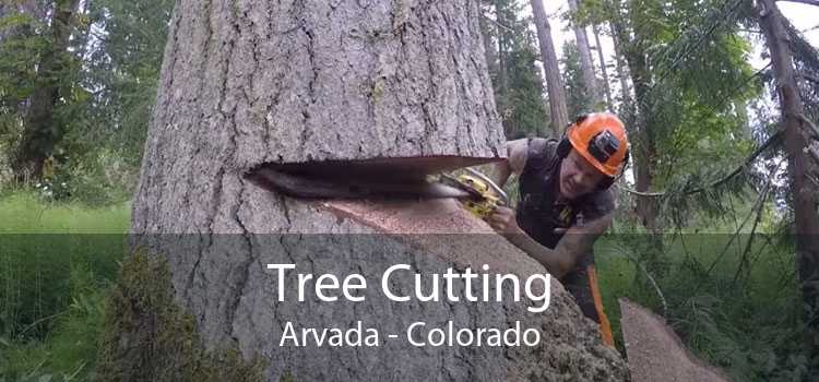 Tree Cutting Arvada - Colorado