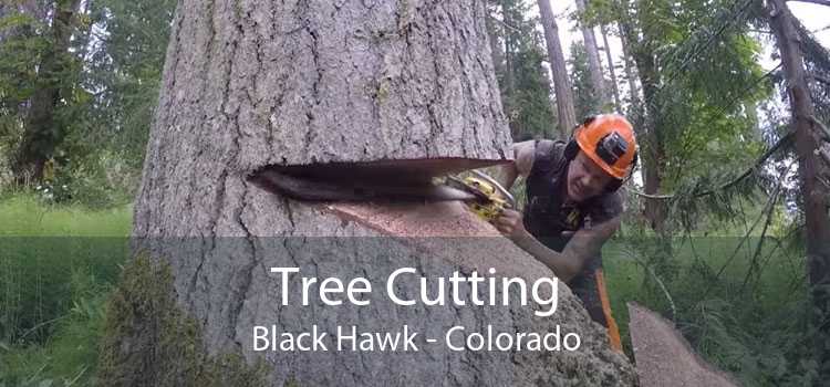 Tree Cutting Black Hawk - Colorado