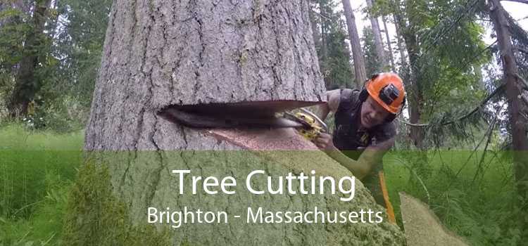 Tree Cutting Brighton - Massachusetts