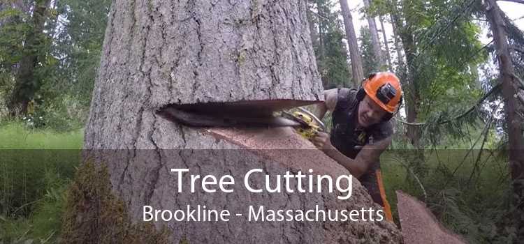 Tree Cutting Brookline - Massachusetts