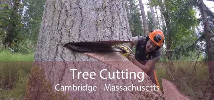 Tree Cutting Cambridge - Massachusetts