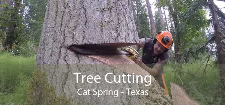 Tree Cutting Cat Spring - Texas