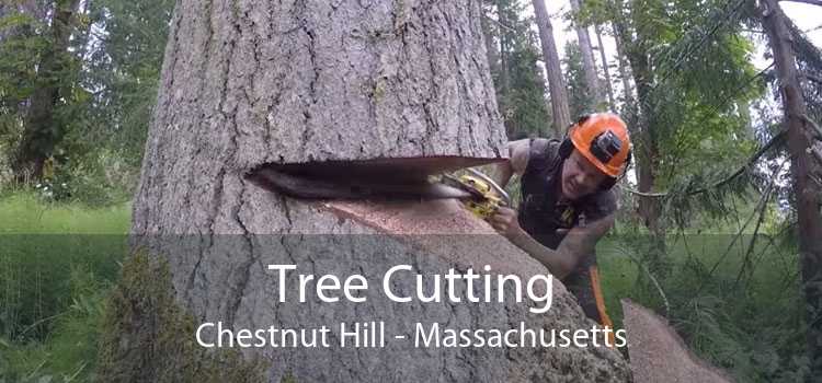 Tree Cutting Chestnut Hill - Massachusetts
