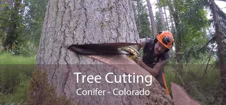 Tree Cutting Conifer - Colorado