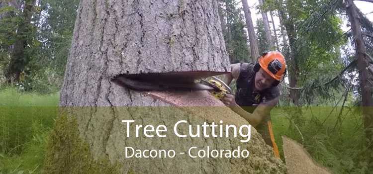 Tree Cutting Dacono - Colorado