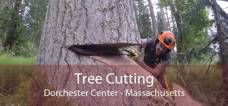 Tree Cutting Dorchester Center - Massachusetts
