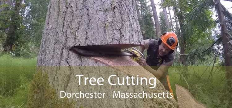 Tree Cutting Dorchester - Massachusetts