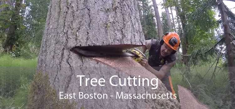 Tree Cutting East Boston - Massachusetts