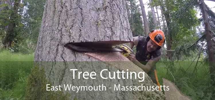 Tree Cutting East Weymouth - Massachusetts