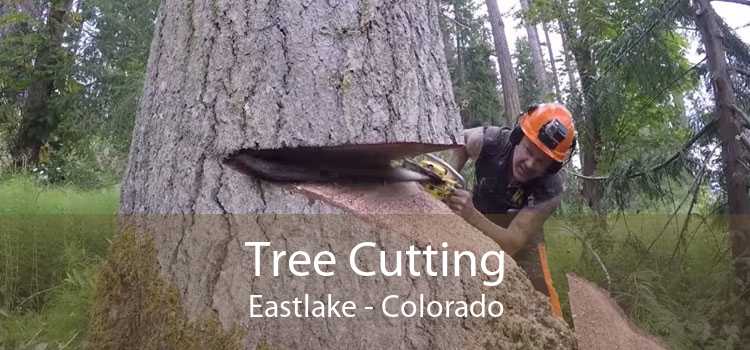 Tree Cutting Eastlake - Colorado