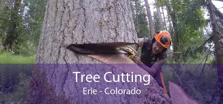 Tree Cutting Erie - Colorado