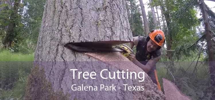 Tree Cutting Galena Park - Texas