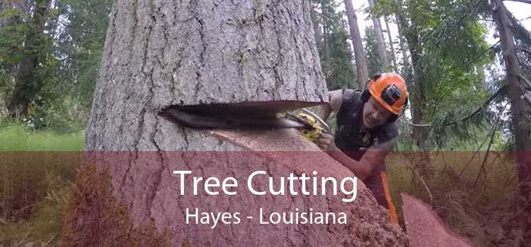 Tree Cutting Hayes - Louisiana