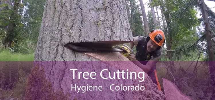 Tree Cutting Hygiene - Colorado