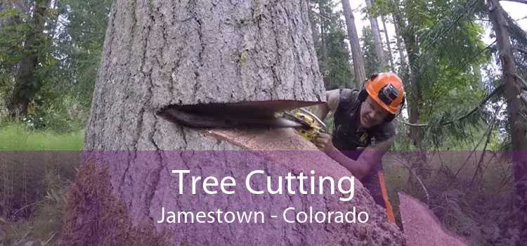 Tree Cutting Jamestown - Colorado