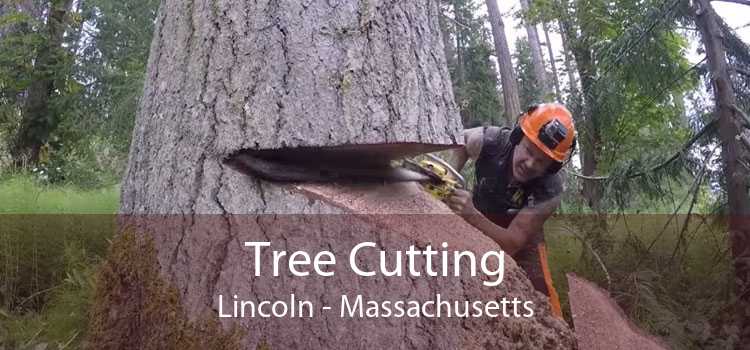 Tree Cutting Lincoln - Massachusetts