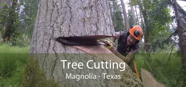 Tree Cutting Magnolia - Texas