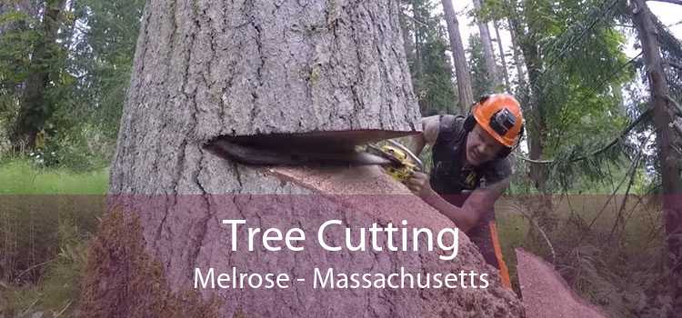 Tree Cutting Melrose - Massachusetts