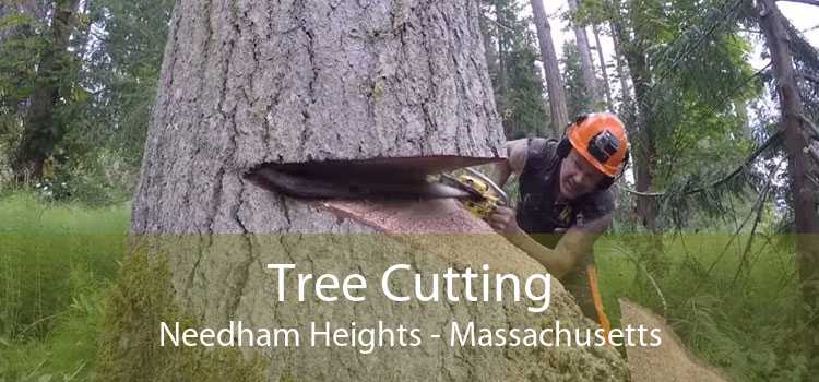 Tree Cutting Needham Heights - Massachusetts