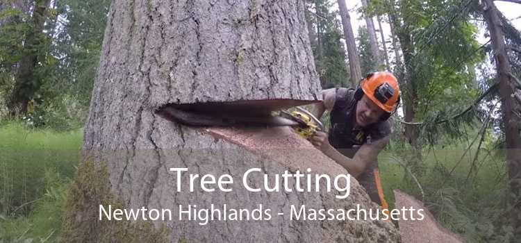 Tree Cutting Newton Highlands - Massachusetts
