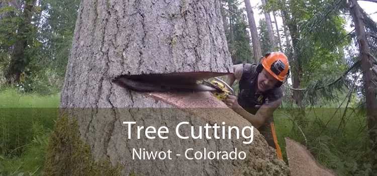 Tree Cutting Niwot - Colorado