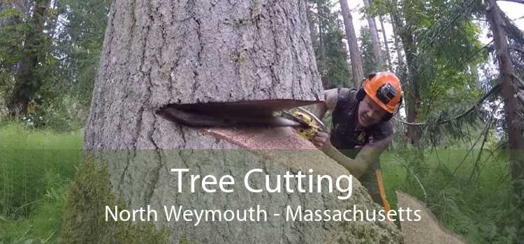 Tree Cutting North Weymouth - Massachusetts