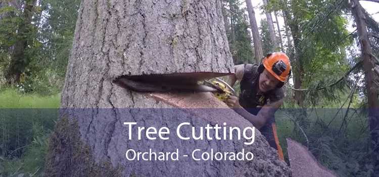 Tree Cutting Orchard - Colorado