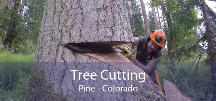 Tree Cutting Pine - Colorado