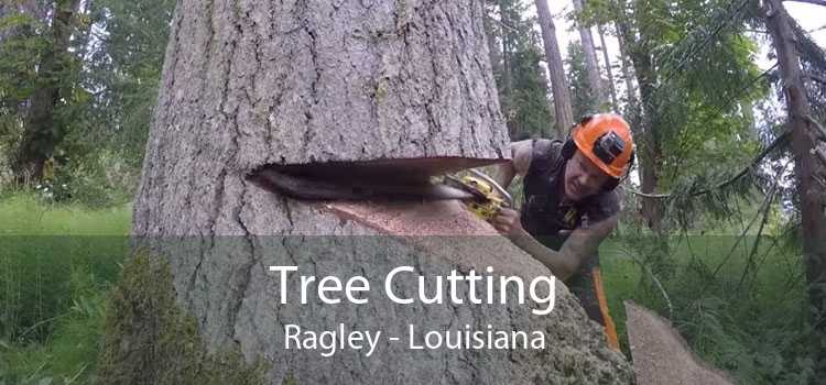 Tree Cutting Ragley - Louisiana