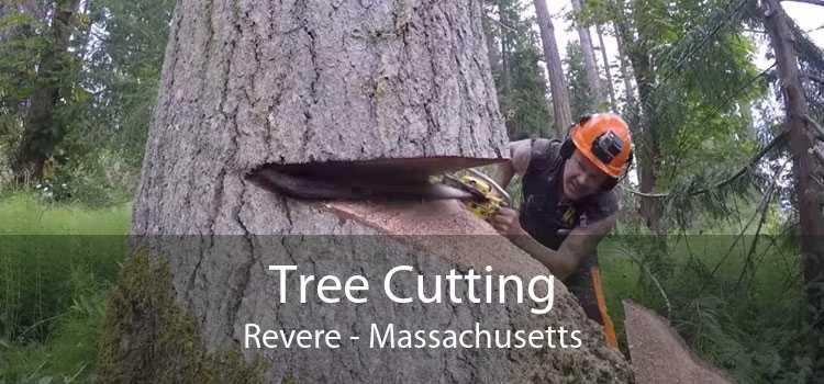 Tree Cutting Revere - Massachusetts