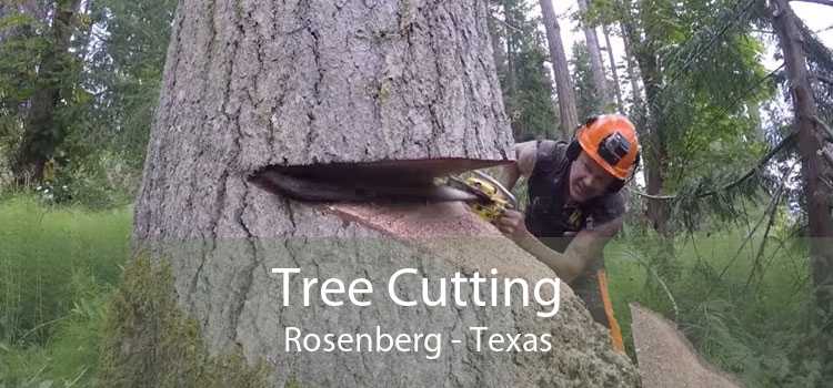 Tree Cutting Rosenberg - Texas