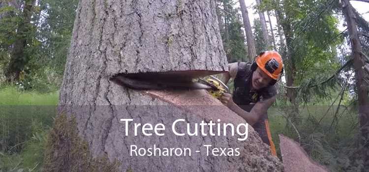 Tree Cutting Rosharon - Texas