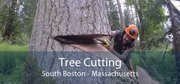 Tree Cutting South Boston - Massachusetts