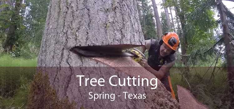 Tree Cutting Spring - Texas
