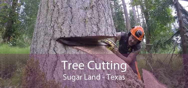 Tree Cutting Sugar Land - Texas
