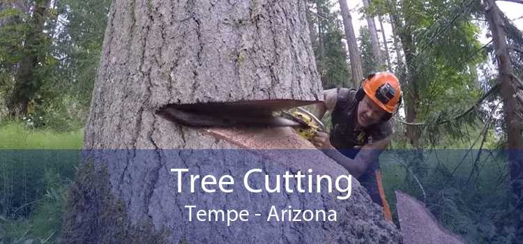 Tree Cutting Tempe - Arizona