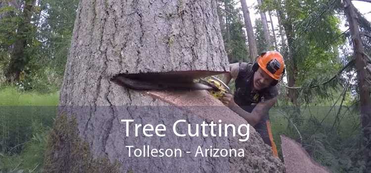 Tree Cutting Tolleson - Arizona