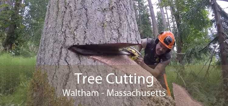Tree Cutting Waltham - Massachusetts