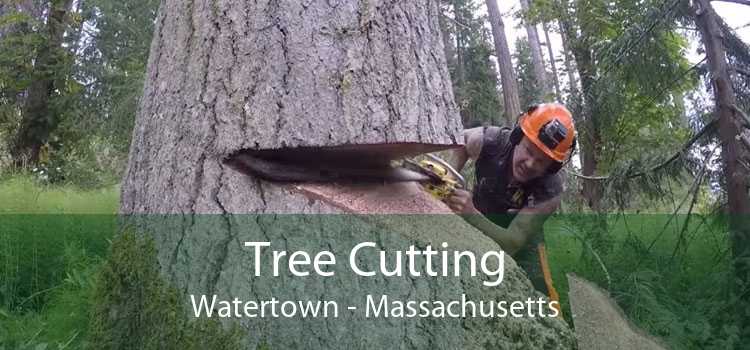 Tree Cutting Watertown - Massachusetts