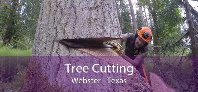 Tree Cutting Webster - Texas