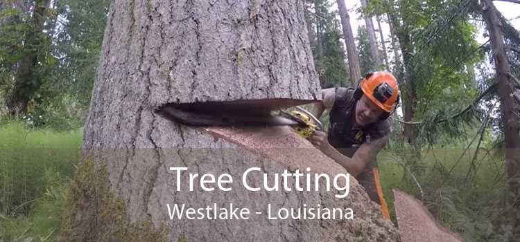 Tree Cutting Westlake - Louisiana
