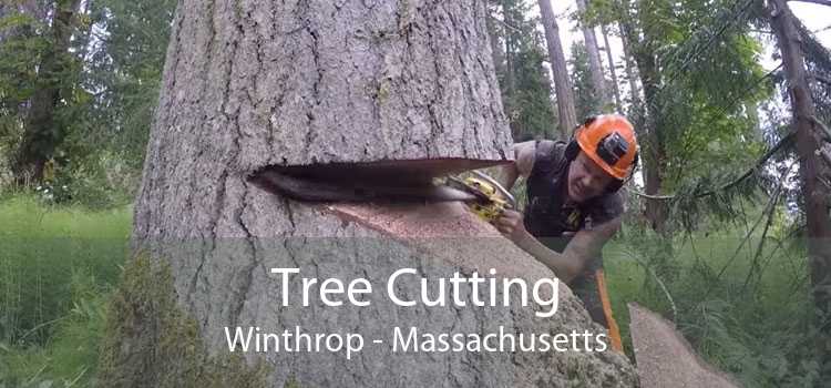 Tree Cutting Winthrop - Massachusetts