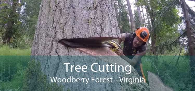 Tree Cutting Woodberry Forest - Virginia