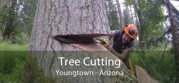 Tree Cutting Youngtown - Arizona