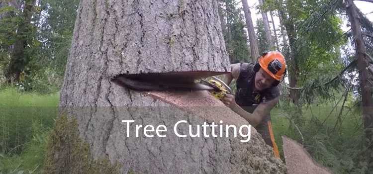 Tree Cutting 