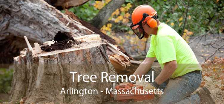 Tree Removal Arlington - Massachusetts