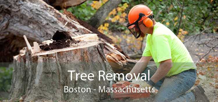 Tree Removal Boston - Massachusetts
