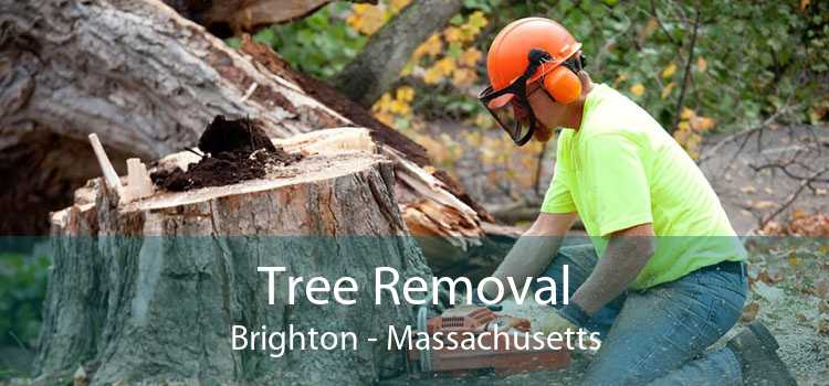 Tree Removal Brighton - Massachusetts